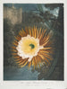 Le Cereus qui souffle la nuit - Robert John Thornton — widok dzieła