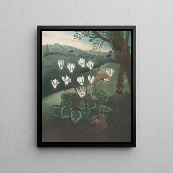 Le Cyclamen de Perse - Robert John Thornton — oprawiony obraz na ścianie