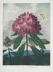 Le Rhododendron pontique - Robert John Thornton — widok dzieła