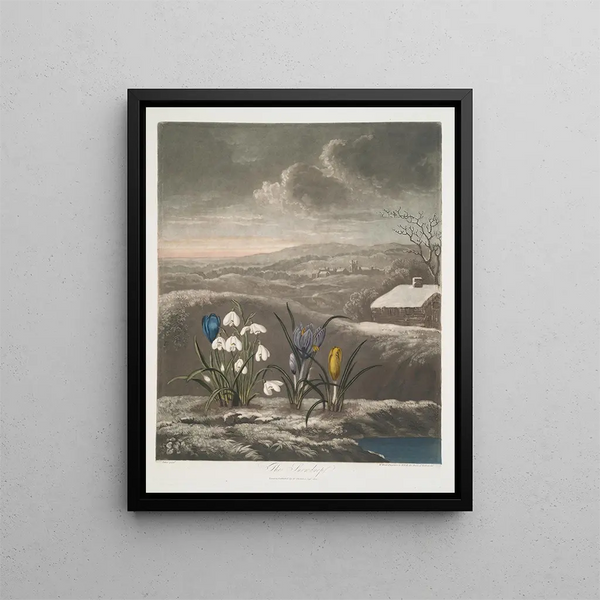 Le Perce-neige - Robert John Thornton — oprawiony obraz na ścianie