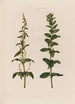 Les deux sexes sur des plantes différentes Épinard - Robert John Thornton — widok dzieła
