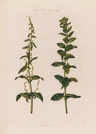 Robert John Thornton - The Two Sexes on different Plants Spinach.webp