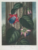 La Passiflore ailée - Robert John Thornton — widok dzieła