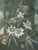 La Passiflore bleue - Robert John Thornton — widok dzieła