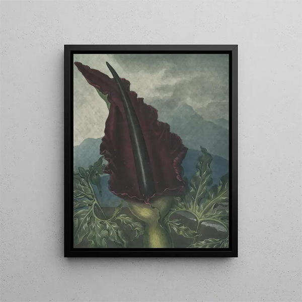 L'Arum dragon - Robert John Thornton — oprawiony obraz na ścianie