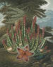 Le Stapelia porteur d'asticots - Robert John Thornton — widok dzieła