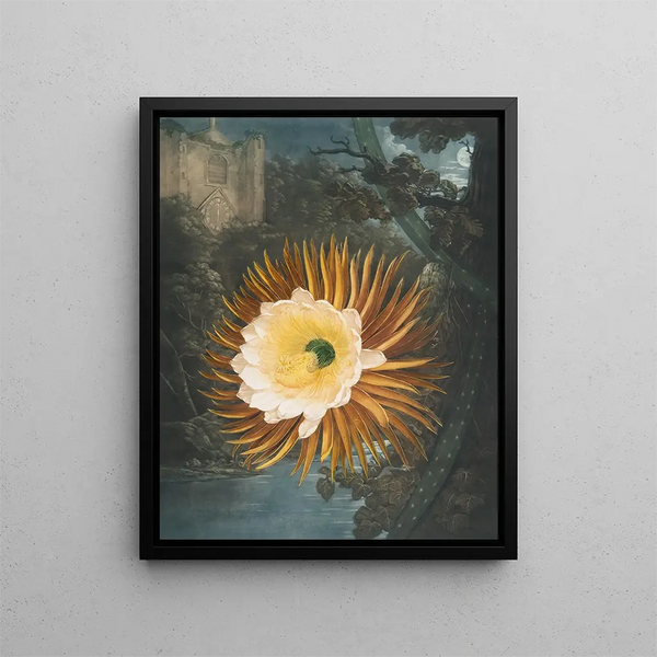Le Cereus soufflant la nuit - Robert John Thornton — oprawiony obraz na ścianie
