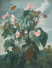 Le Bégonia à feuilles obliques - Robert John Thornton — widok dzieła