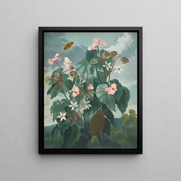 Le Bégonia à feuilles obliques - Robert John Thornton — oprawiony obraz na ścianie
