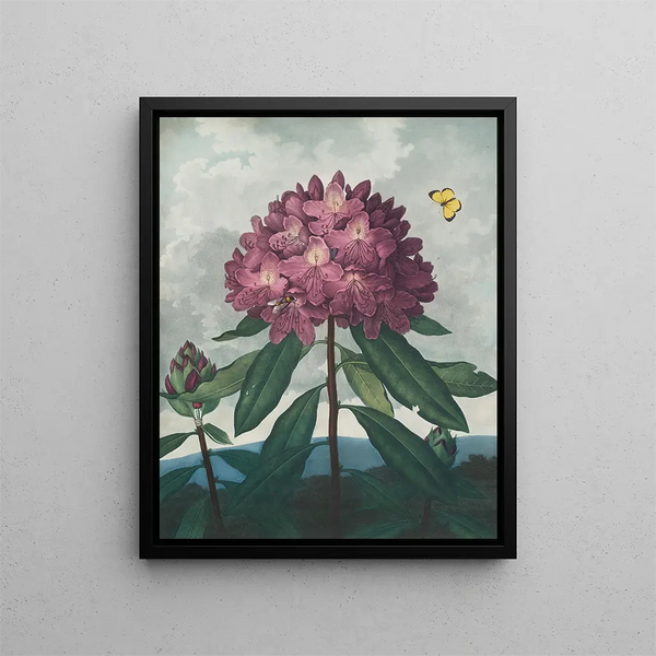 Le Rhododendron pontique - Robert John Thornton — oprawiony obraz na ścianie
