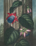 La Passiflore ailée - Robert John Thornton — widok dzieła