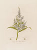Veratrum album lub Biały hellebore - Robert John Thornton — widok dzieła