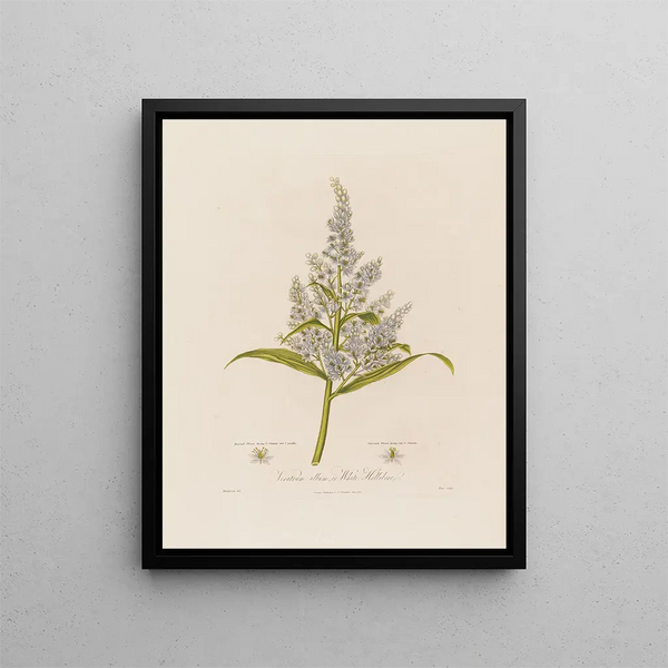 Veratrum album lub Biały hellebore - Robert John Thornton — oprawiony obraz na ścianie