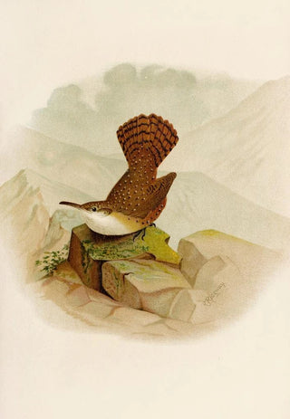 Robert Ridgway - Die Nordamerikanische Vogelwelt pl10.webp