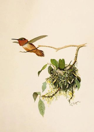 Robert Ridgway - Die Nordamerikanische Vogelwelt pl36.webp