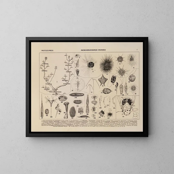 Atlas de la faune du Brésil Pl01 - Rodolpho von Ihering — oprawiony obraz na ścianie