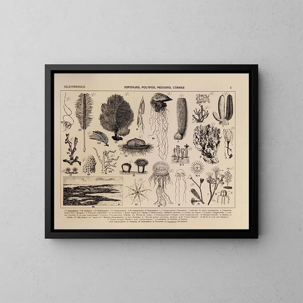 Atlas de la faune du Brésil Pl02 - Rodolpho von Ihering — oprawiony obraz na ścianie