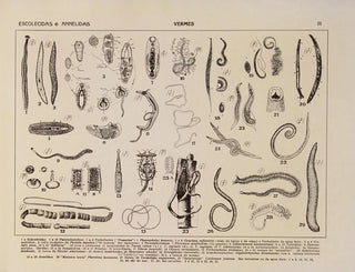 Rodolpho von Ihering - Atlas da Fauna do Brasil Pl03.webp