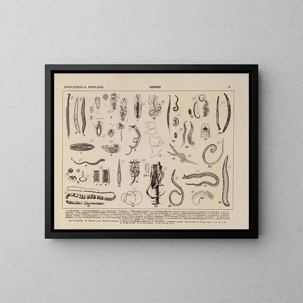 Atlas de la faune du Brésil Pl03 - Rodolpho von Ihering — oprawiony obraz na ścianie
