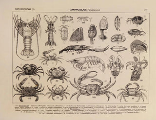 Rodolpho von Ihering - Atlas da Fauna do Brasil Pl04.webp