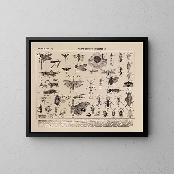 Atlas de la faune du Brésil Pl06 - Rodolpho von Ihering — oprawiony obraz na ścianie