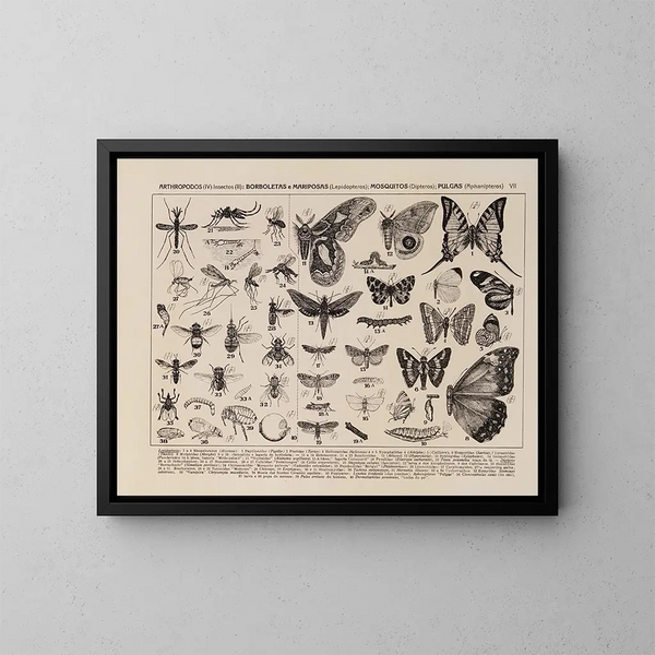 Atlas fauny Brazylii Pl07 - Rodolpho von Ihering — oprawiony obraz na ścianie