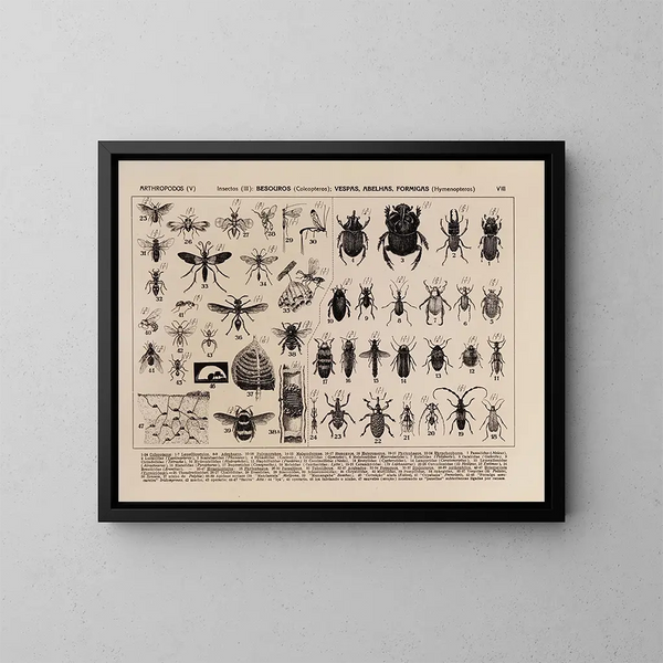 Atlas de la faune du Brésil Pl08 - Rodolpho von Ihering — oprawiony obraz na ścianie