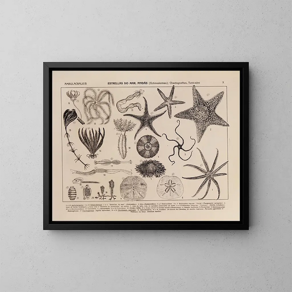 Atlas de la faune du Brésil Pl10 - Rodolpho von Ihering — oprawiony obraz na ścianie