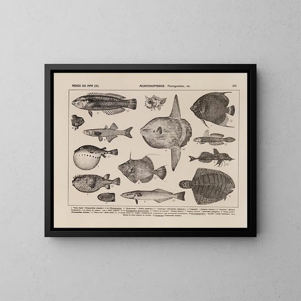 Atlas de la faune du Brésil Pl13 - Rodolpho von Ihering — oprawiony obraz na ścianie