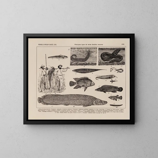 Atlas de la faune du Brésil Pl17 - Rodolpho von Ihering — oprawiony obraz na ścianie