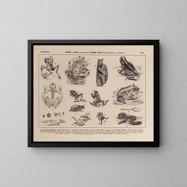 Atlas de la faune du Brésil Pl18 - Rodolpho von Ihering — oprawiony obraz na ścianie