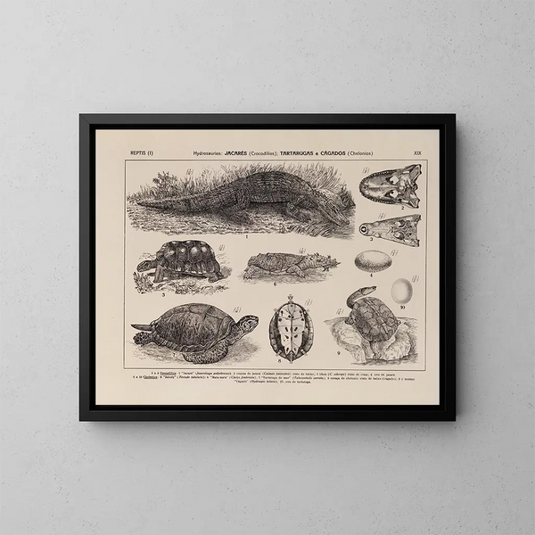 Atlas de la faune du Brésil Pl19 - Rodolpho von Ihering — oprawiony obraz na ścianie