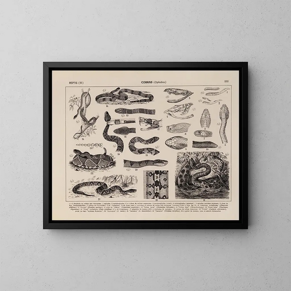 Atlas de la faune du Brésil Pl21 - Rodolpho von Ihering — oprawiony obraz na ścianie