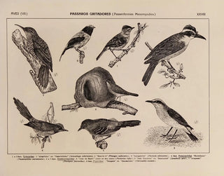 Rodolpho von Ihering - Atlas da Fauna do Brasil Pl28.webp