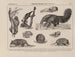 Atlas de la faune du Brésil Pl31 - Rodolpho von Ihering — widok dzieła