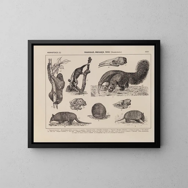 Atlas de la faune du Brésil Pl31 - Rodolpho von Ihering — oprawiony obraz na ścianie
