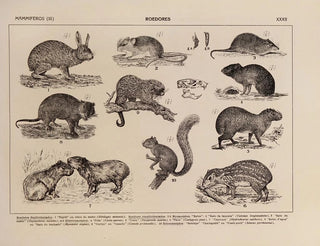 Rodolpho von Ihering - Atlas da Fauna do Brasil Pl32.webp