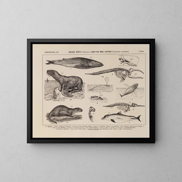Atlas de la faune du Brésil Pl33 - Rodolpho von Ihering — oprawiony obraz na ścianie