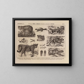 Rodolpho von Ihering - Atlas da Fauna do Brasil Pl34.webp
