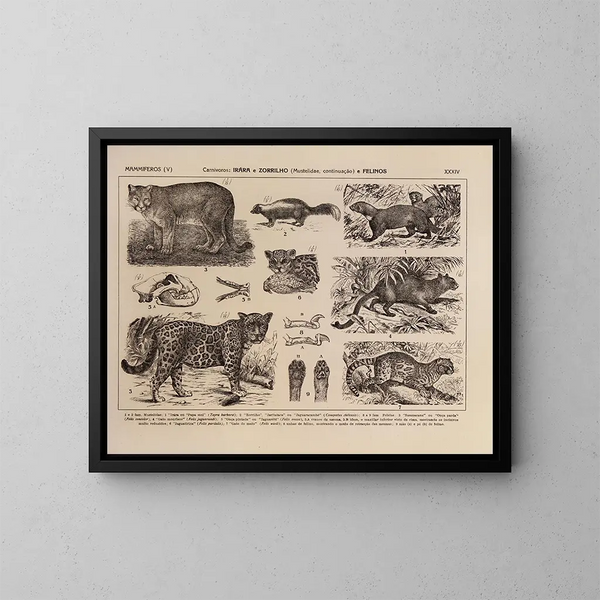 Atlas de la faune du Brésil Pl34 - Rodolpho von Ihering — oprawiony obraz na ścianie