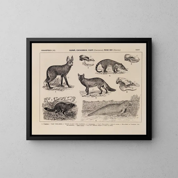 Atlas de la faune du Brésil Pl35 - Rodolpho von Ihering — oprawiony obraz na ścianie