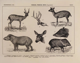 Rodolpho von Ihering - Atlas da Fauna do Brasil Pl36.webp