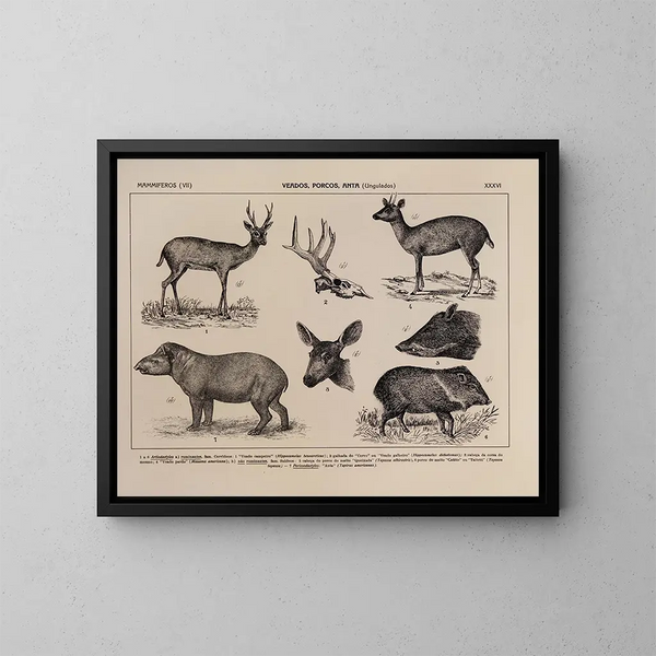 Atlas de la faune du Brésil Pl36 - Rodolpho von Ihering — oprawiony obraz na ścianie