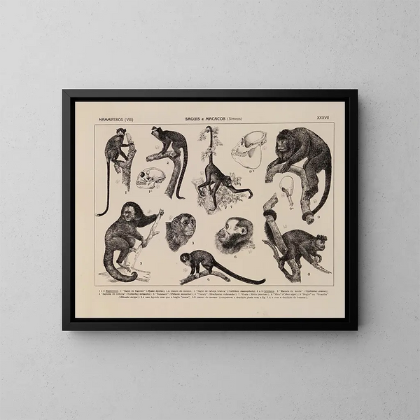 Atlas de la faune du Brésil Pl37 - Rodolpho von Ihering — oprawiony obraz na ścianie