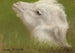 Głowa jagnięcia - Rosa Bonheur — widok dzieła