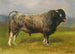 Szary byk - Rosa Bonheur — widok dzieła
