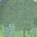 Róże pod drzewami - Gustav Klimt — widok dzieła