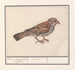 Rousserolle effarvatte Emberiza schoeniclus - Anselmus Botius de Boodt — widok dzieła