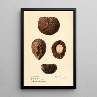 Royal Charles Steadman - Caryocar nuciferum Souari Nut.webp