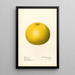 Citrus paradisi Marsh - Royal Charles Steadman — oprawiony obraz na ścianie